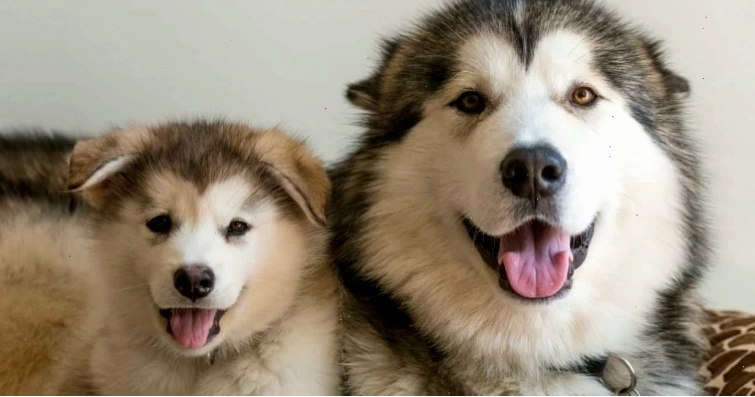 Cách phân biệt chó Alaska thuần chủng và không thuần chủng qua gương mặt