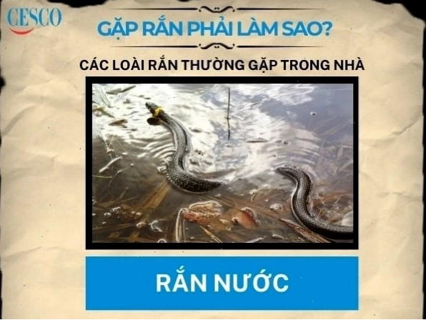 Cảnh báo nguy hiểm khi gặp rắn