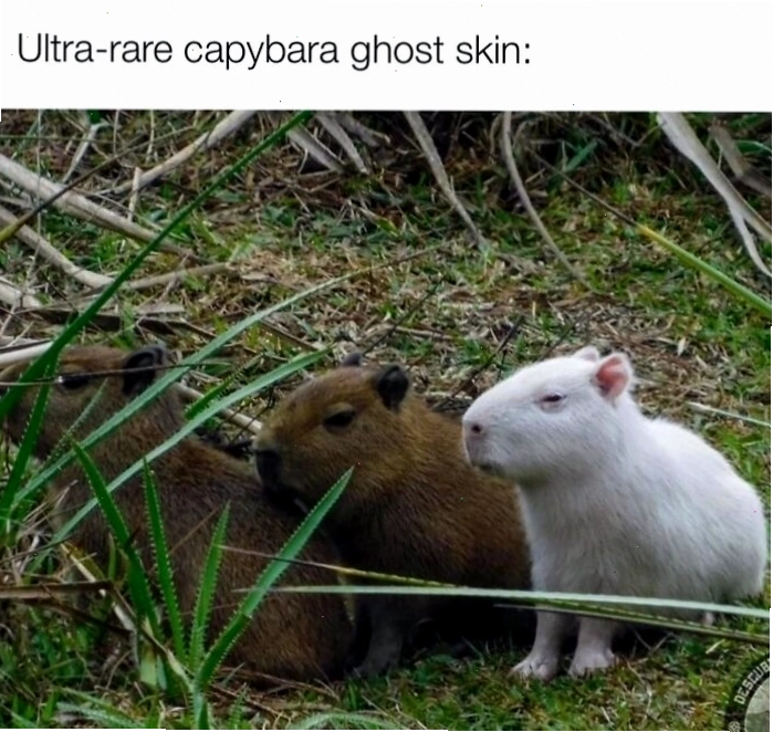 Capybara cùng với các loài động vật khác