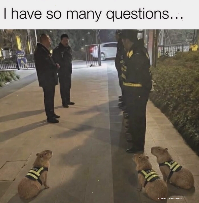 Capybara meme với khuôn mặt bất động trước mọi thứ