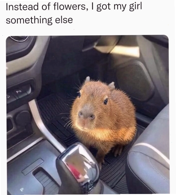 Capybara ngồi trên bệ cửa sổ nhìn ra ngoài
