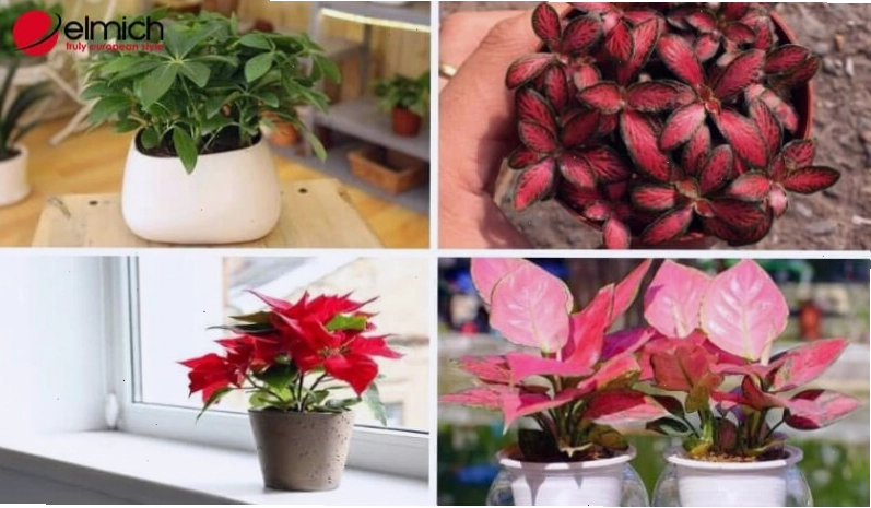 Cây cảnh không hợp mệnh Thủy