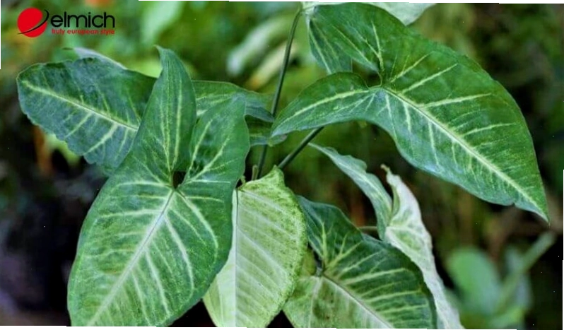 Cây cảnh phong thủy trong nhà cho người mệnh Thủy