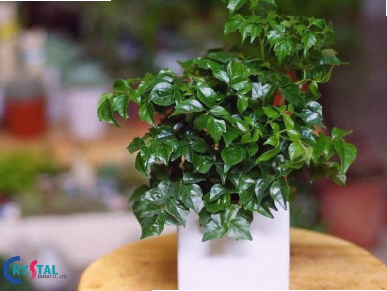 Cây Đa Búp Đỏ lá bóng đẹp