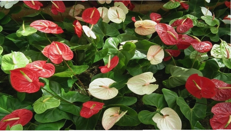 Cây Hồng Môn với hoa đỏ hình trái tim