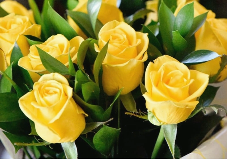 Cây Hồng Môn với hoa đỏ rực rỡ