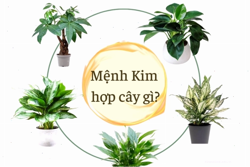 Cây hợp mệnh Kim có lá màu trắng bạc và thân cây cứng cáp