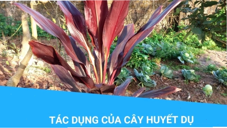 Cây Huyết dụ có thể ứng dụng trong cả Đông y và Tây y