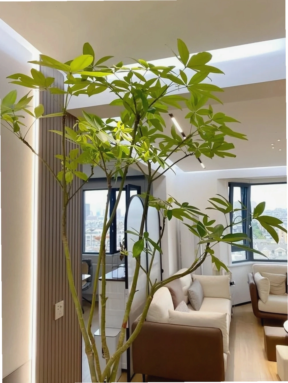 Cây Kim Ngân mang lại tài lộc và may mắn