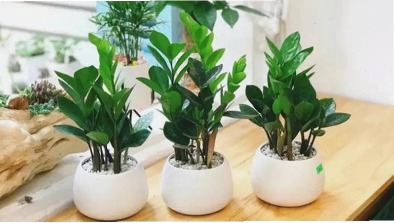 Cây kim tiền có thể sinh trưởng tốt trong điều kiện ánh sáng yếu
