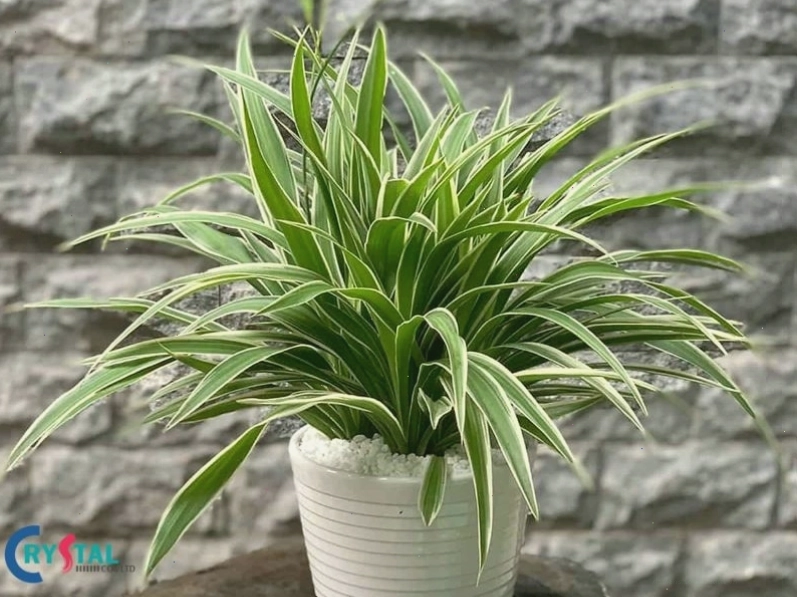 Cây Kim Tiền để bàn làm việc hợp mệnh Kim