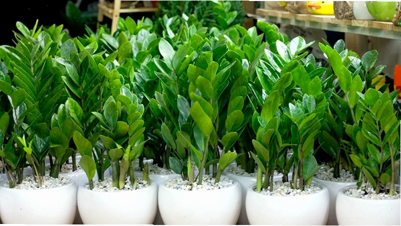 Cây kim tiền được bán phổ biến với nhiều mức giá khác nhau