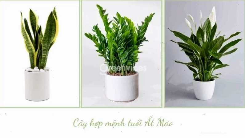 Cây Kim Tiền hợp phong thủy cho tuổi Đinh Mão 1987