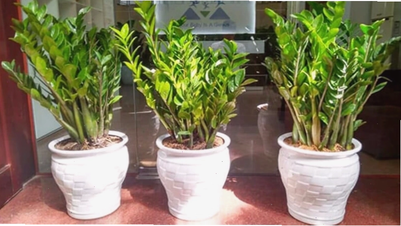 Cây kim tiền mang đến tài lộc và may mắn cho gia chủ
