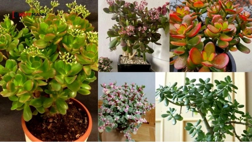 Cây Kim Tiền với lá xanh mướt