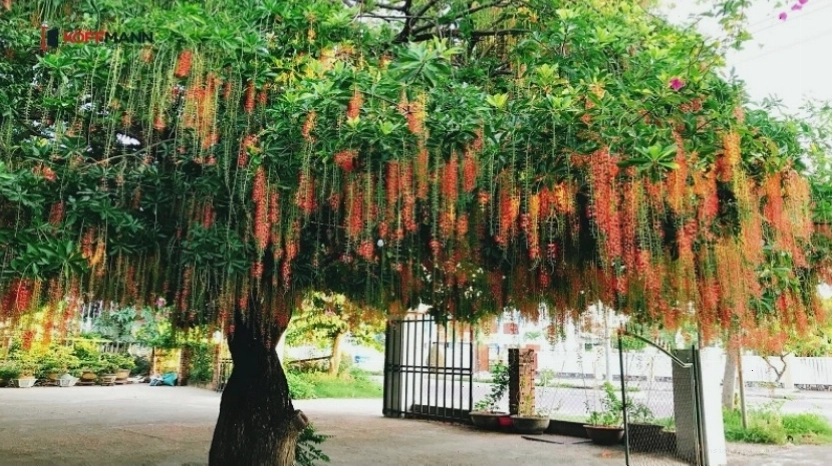 Cây Lộc Vừng với hoa đỏ rực rỡ