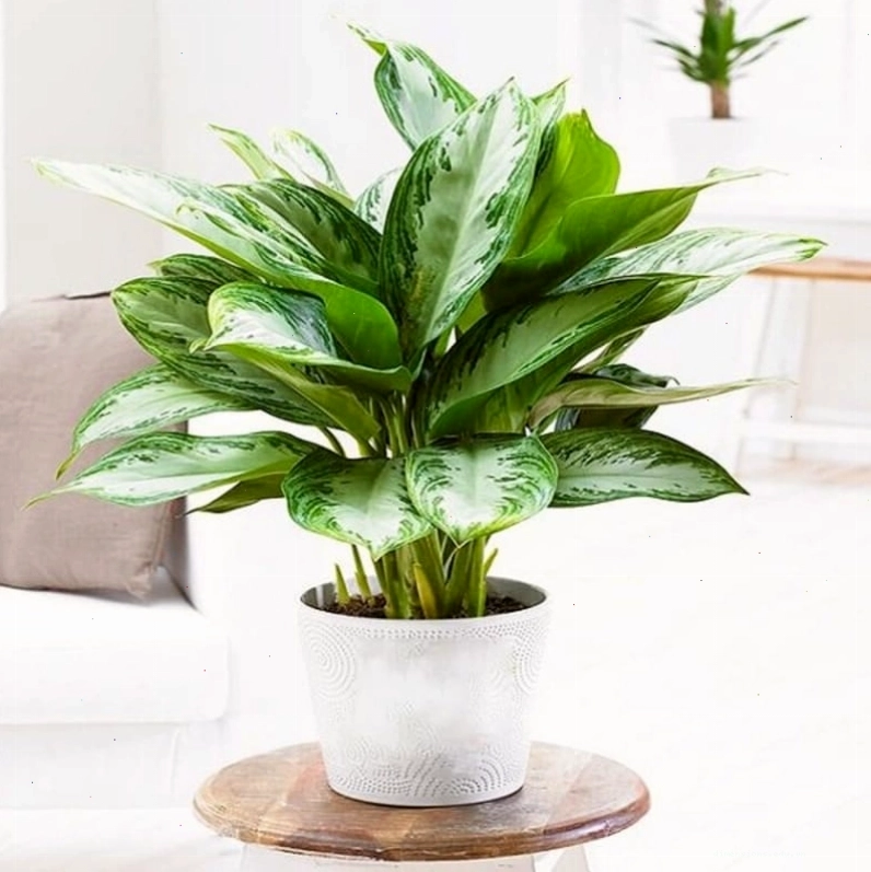 Cây Lưỡi Hổ để bàn làm việc