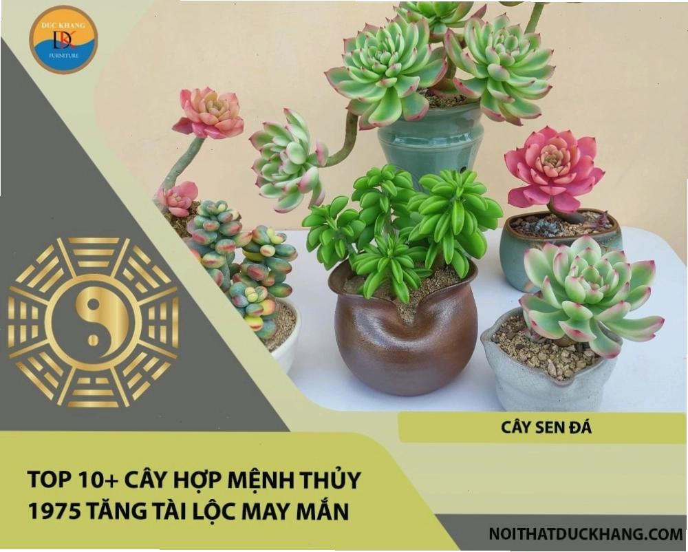 Cây Lưỡi Hổ hợp mệnh Thủy tuổi Mão 1975 tăng tài lộc may mắn