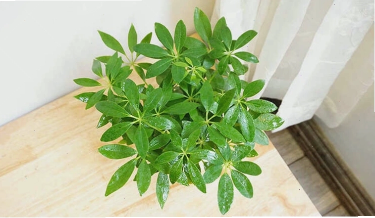 Cây ngũ gia bì đặt trên bàn làm việc