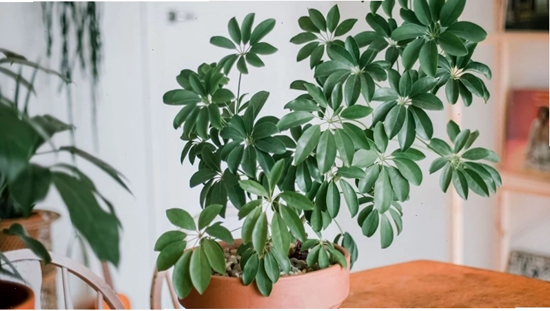 Cây ngũ gia bì giúp hút tài lộc và vượng khí cho gia chủ