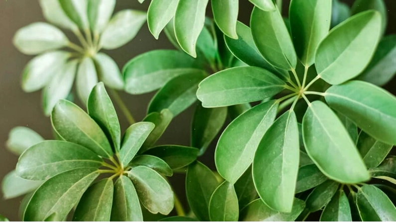 Cây ngũ gia bì mang đến không gian thư thái và trong lành