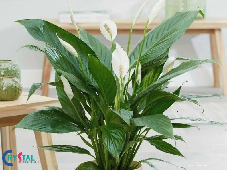 Cây Nguyệt Quế với tán lá xanh