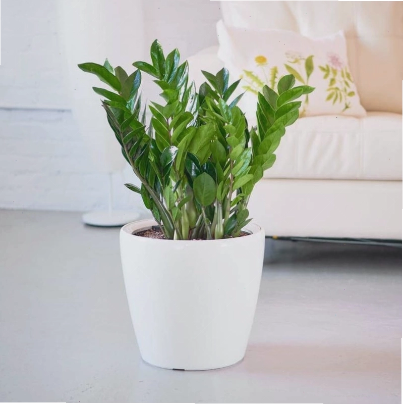 Cây Nhất Mạt Hương tỏa hương thơm dễ chịu