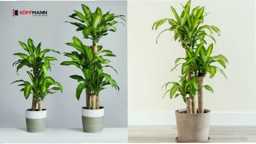 Cây Phát Tài với dáng cây cao và lá xanh tươi