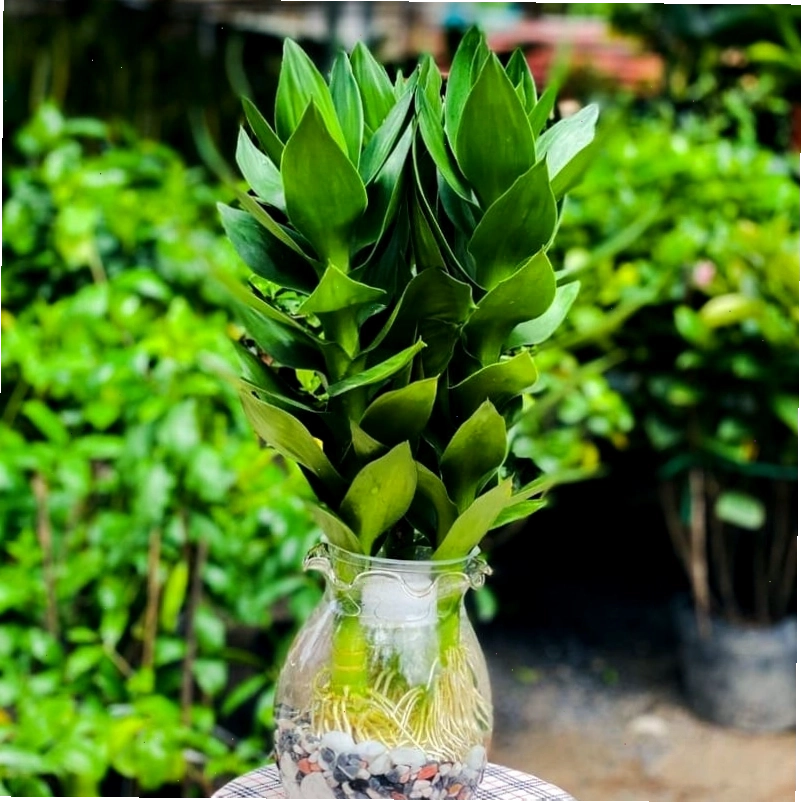 Cây Phong Lộc Hoa