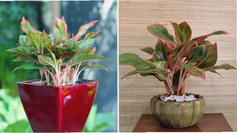 Cây Phú Quý với lá đỏ hồng mang đến giàu sang, phú quý