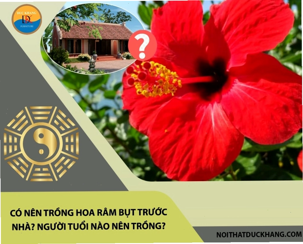 Cây râm bụt nở hoa rực rỡ trước nhà mang ý nghĩa may mắn và sinh sôi