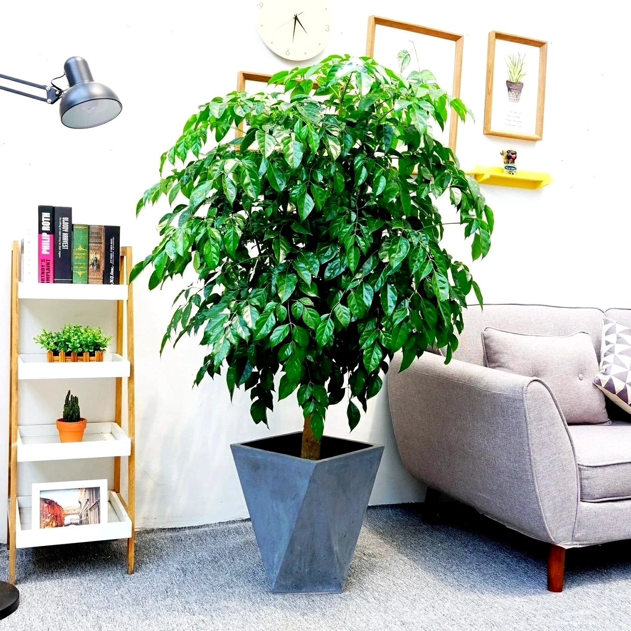 Cây sứ ra trái là dấu hiệu cây khỏe mạnh và mang lại vượng khí