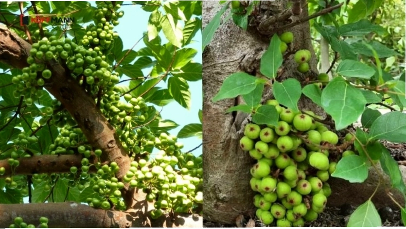 Cây Sung với quả sai trĩu