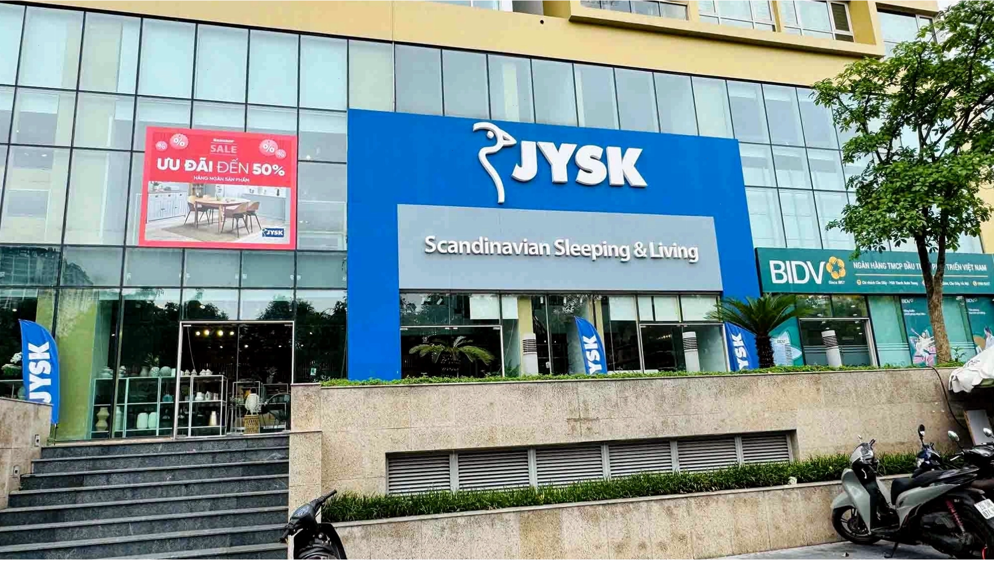 Cây tài lộc phong thủy với dáng vẻ sum suê, mang ý nghĩa tài lộc dồi dào
