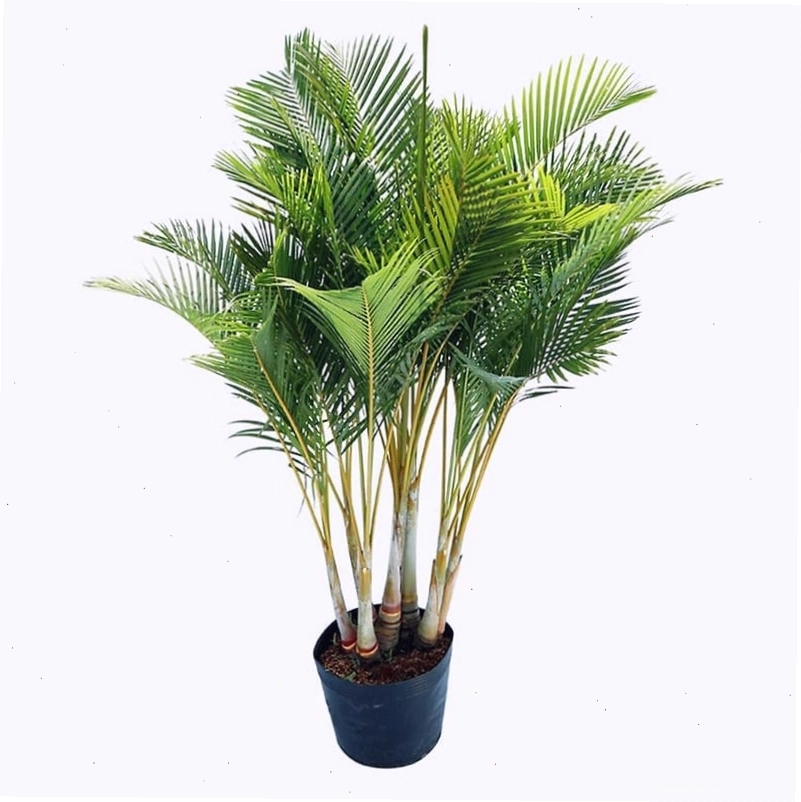 Cây Thiết Mộc Lan lá xanh