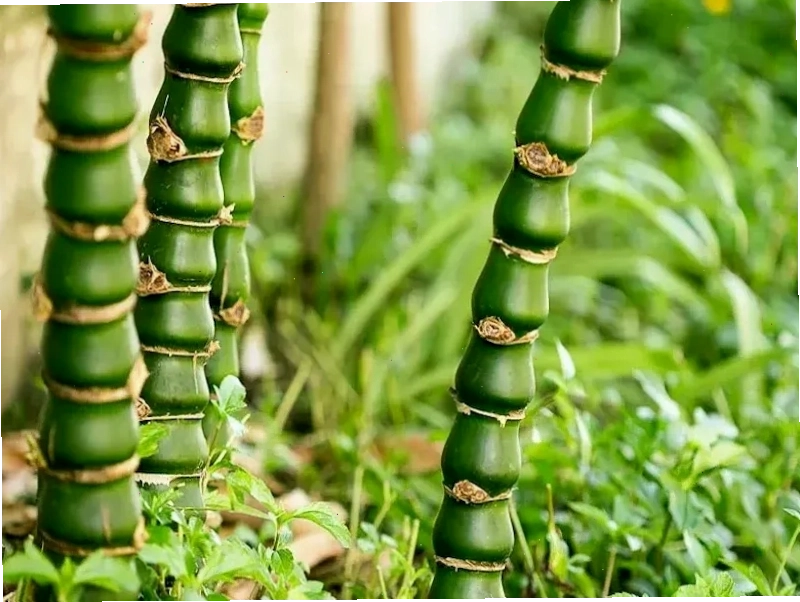 Cây Trúc Đùi Gà với thân phình to độc đáo