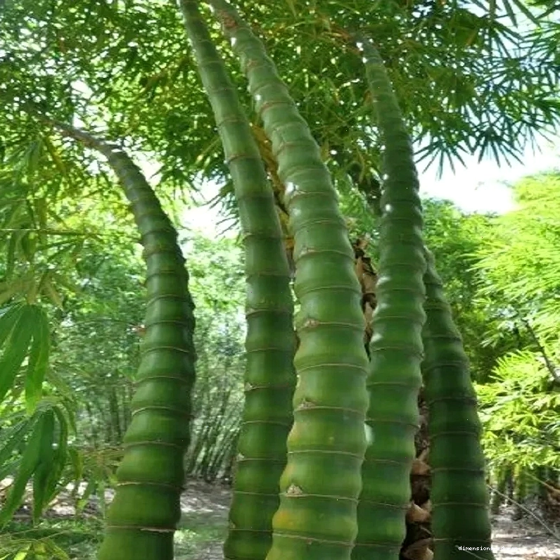 Cây Trúc Quan Âm dáng đứng vững chãi