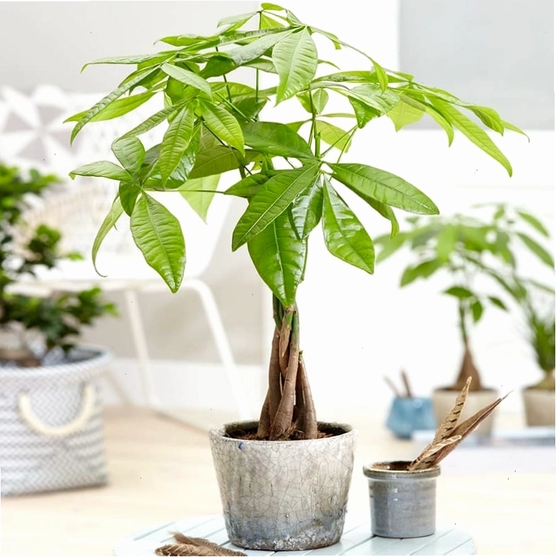 Cây Tùng mang ý nghĩa trường thọ
