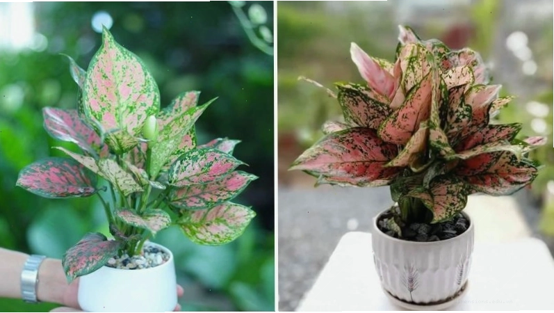 Cây Vạn Lộc với lá đỏ thẫm giúp thanh lọc không khí