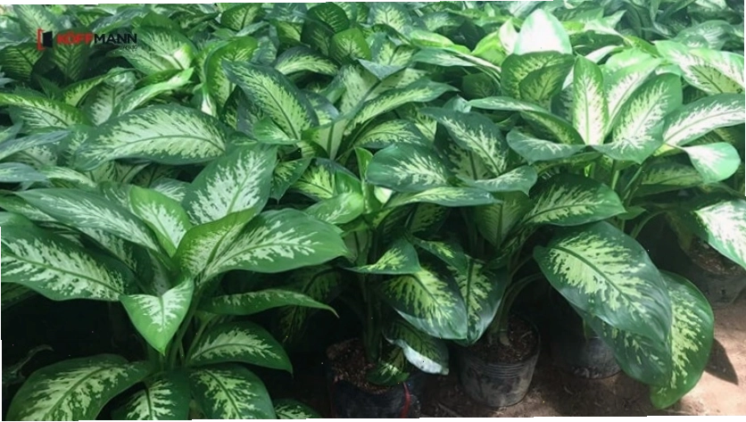 Cây Vạn Niên Thanh với lá xanh bóng