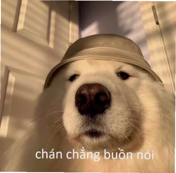 chán chẳng buồn nói meme