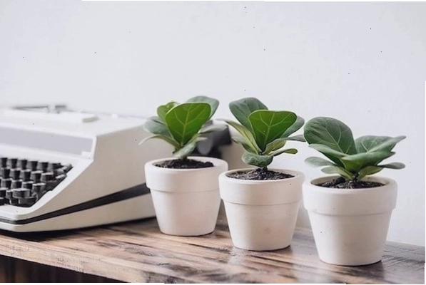 Chậu cây mini xanh tốt trang trí bàn làm việc theo phong thủy