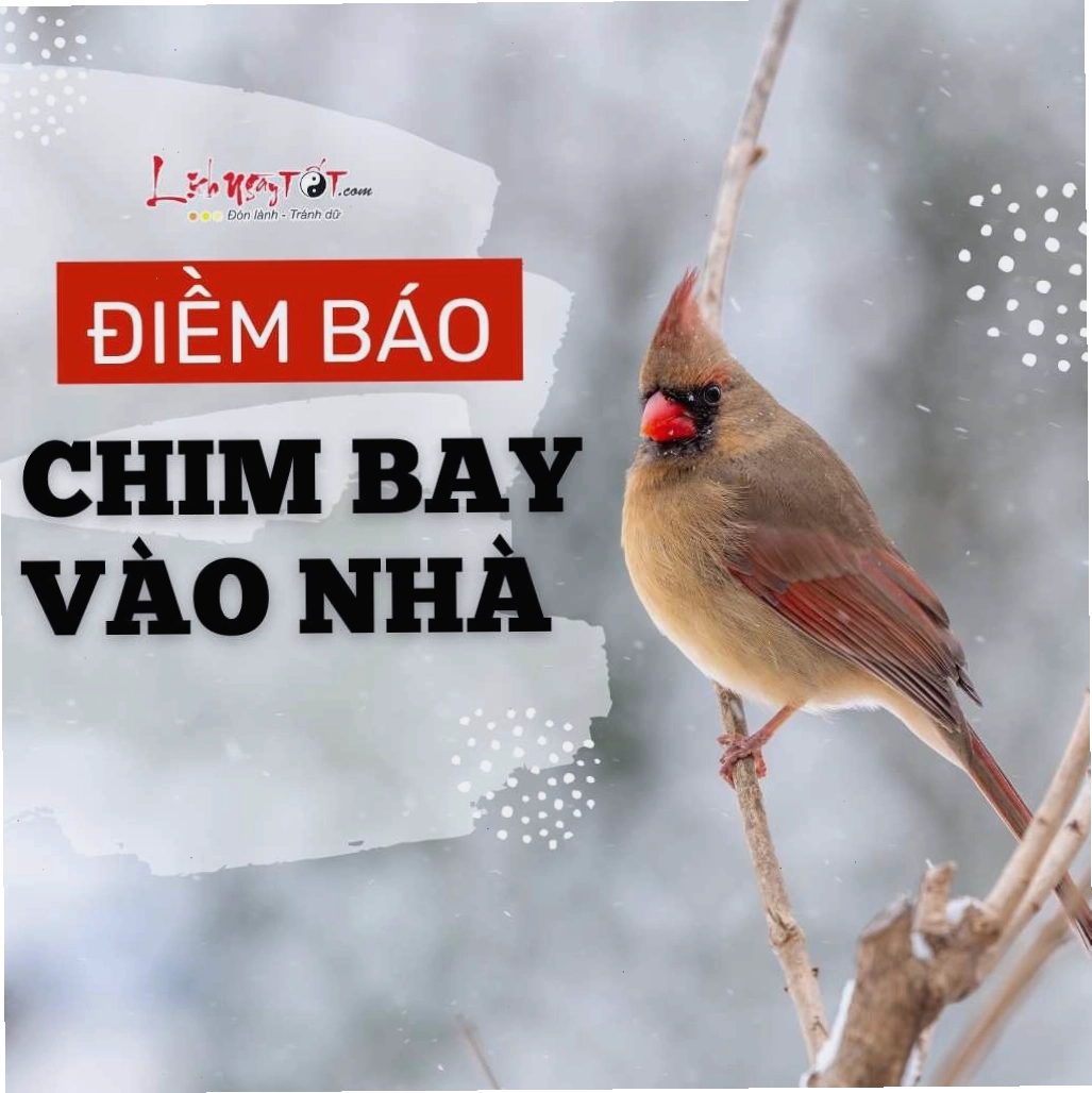 Chim bay vào nhà đậu lên người là điềm báo may mắn