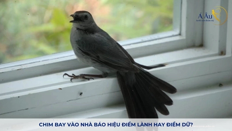 Chim bay vào nhà lành hay dữ phụ thuộc vào quan niệm