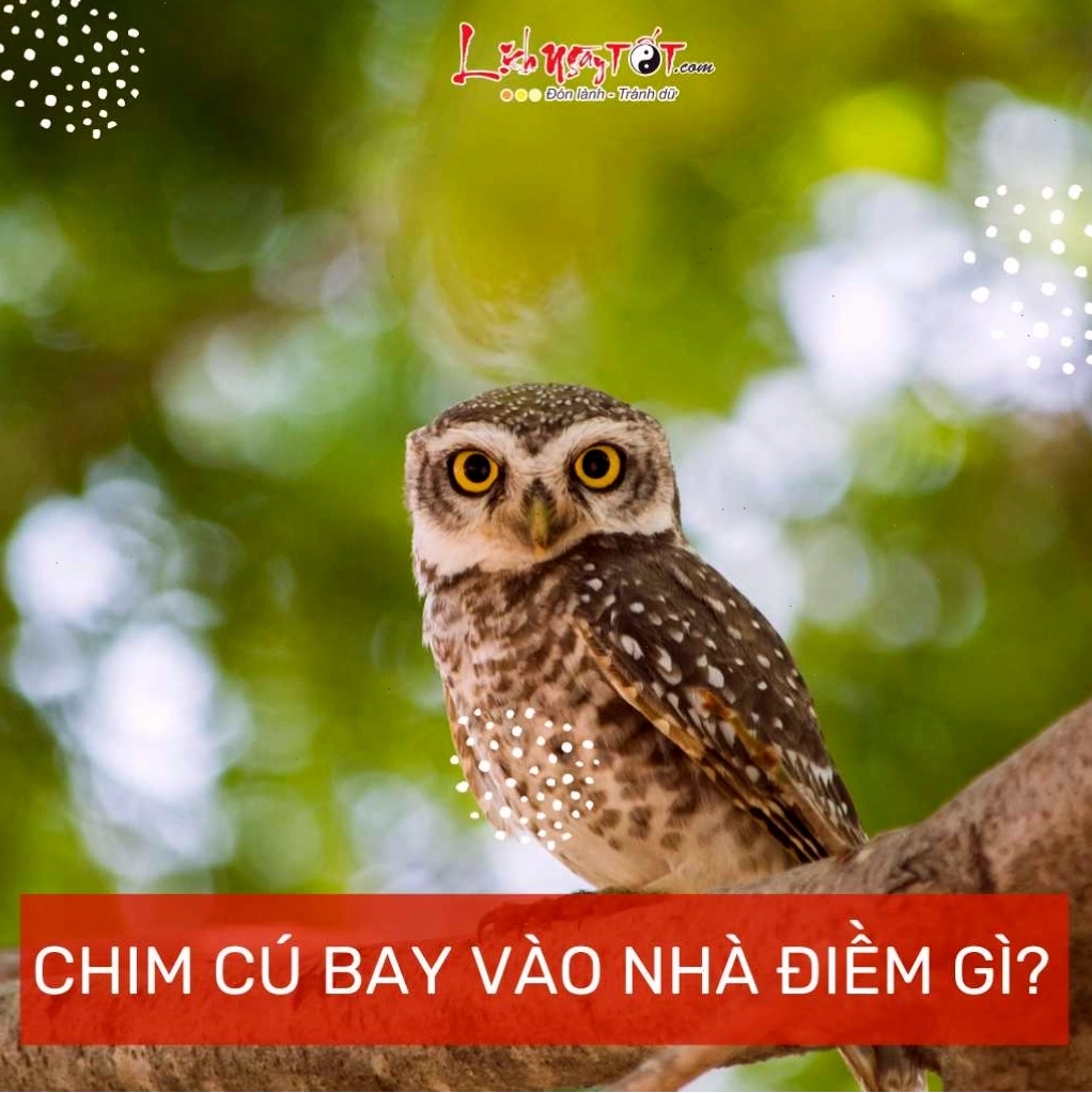 Chim cu bay vào nhà báo hiệu sự hòa hợp và tình yêu bền chặt