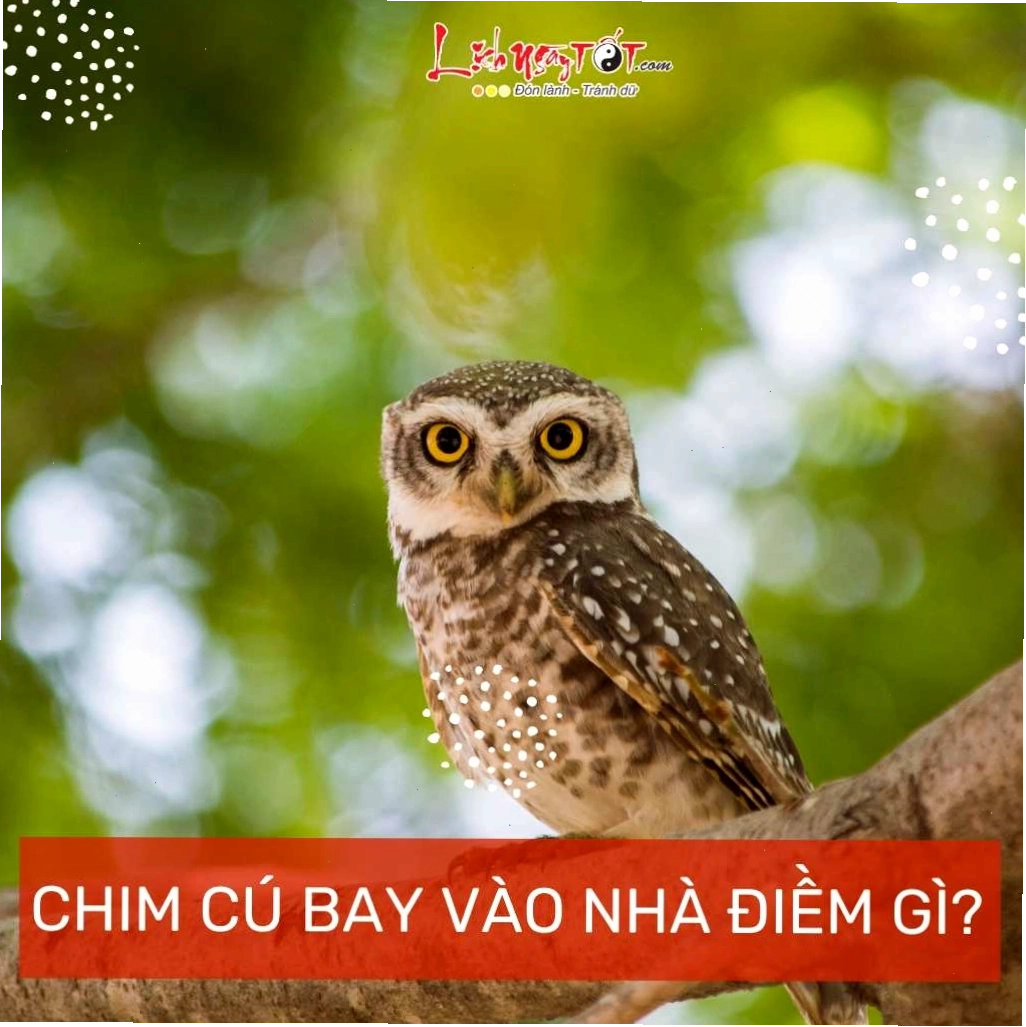 Chim cu bay vào nhà có ý nghĩa gì theo phong thủy và tâm linh