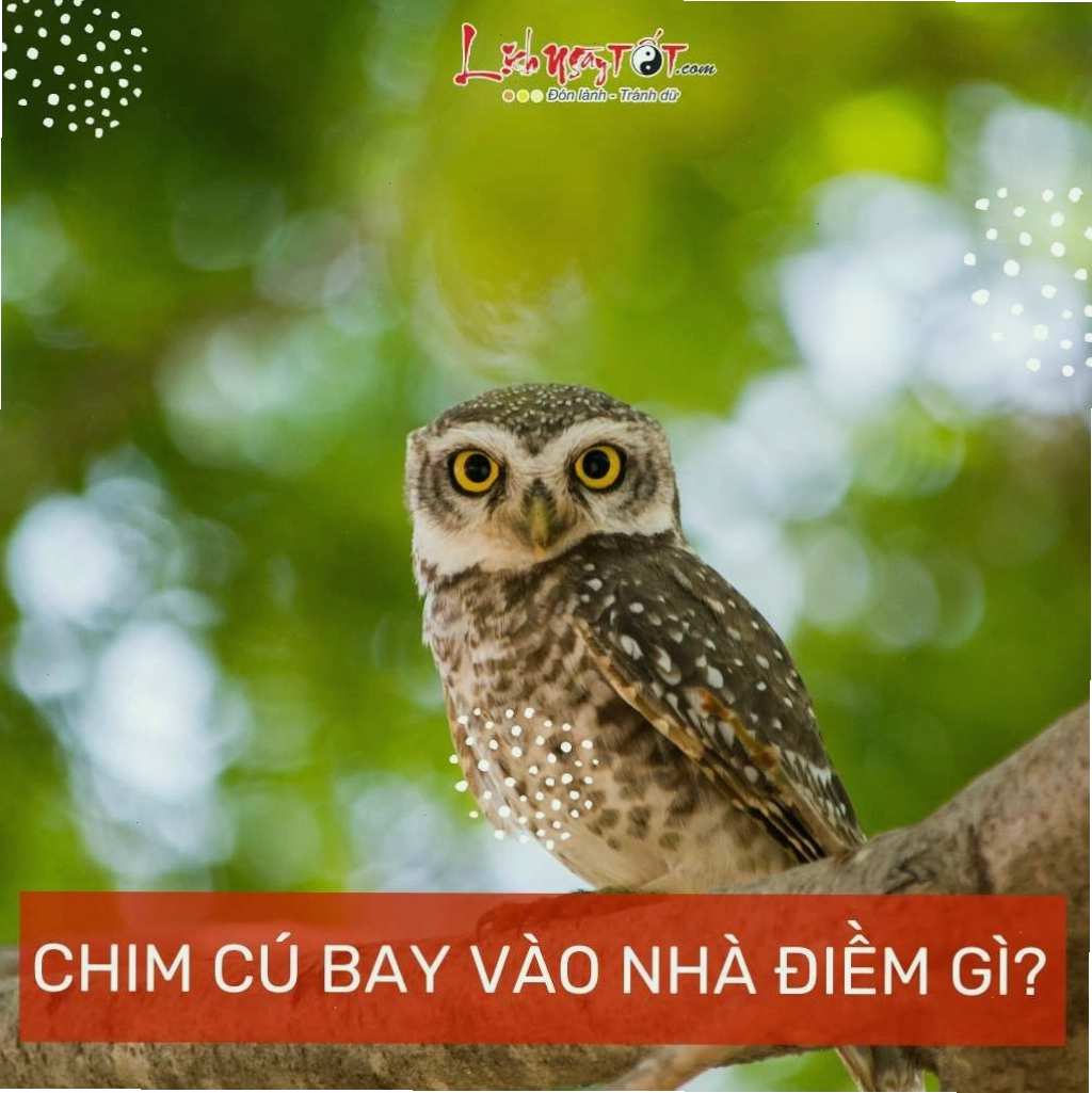 Chim cú bay vào nhà là điềm báo gì