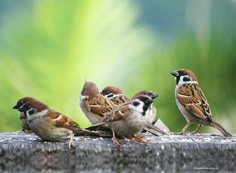 Chim ỉa vào người buổi trưa chiều là điềm báo tài lộc