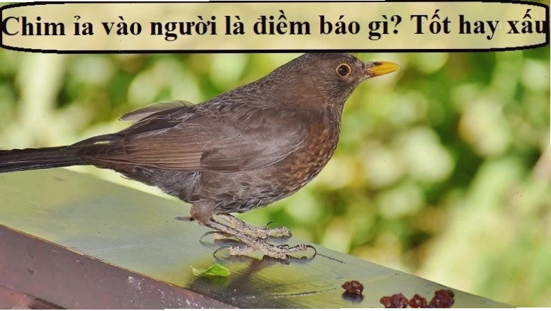 Chim ỉa vào người là điềm báo gì theo quan niệm dân gian