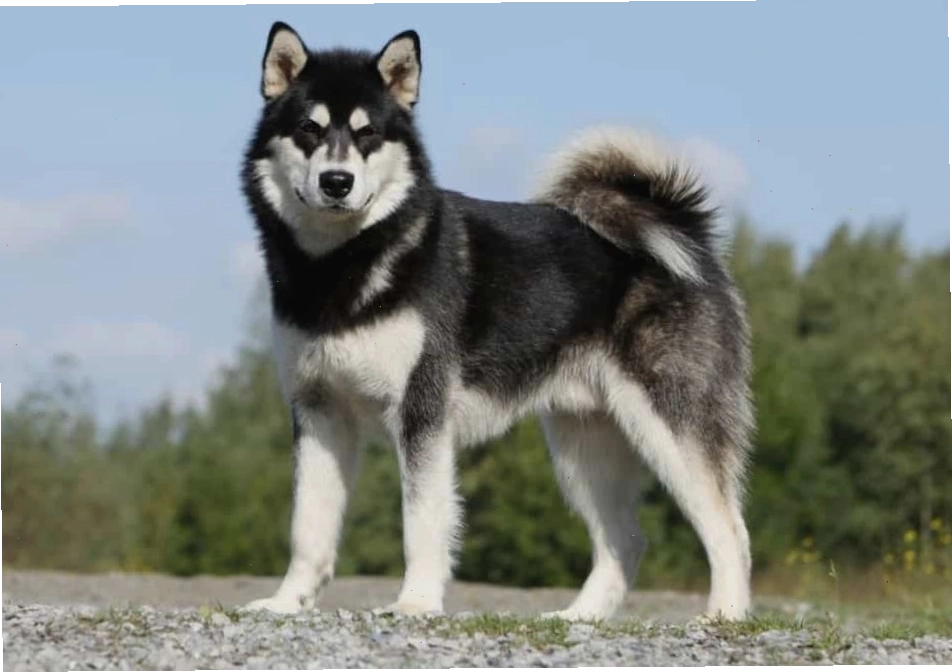 Chó Alaska đen trắng điển hình